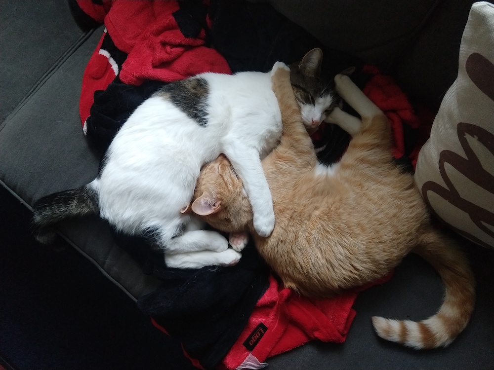 Beef (white cat) and Roland (orange cat) kicking each other's heads.