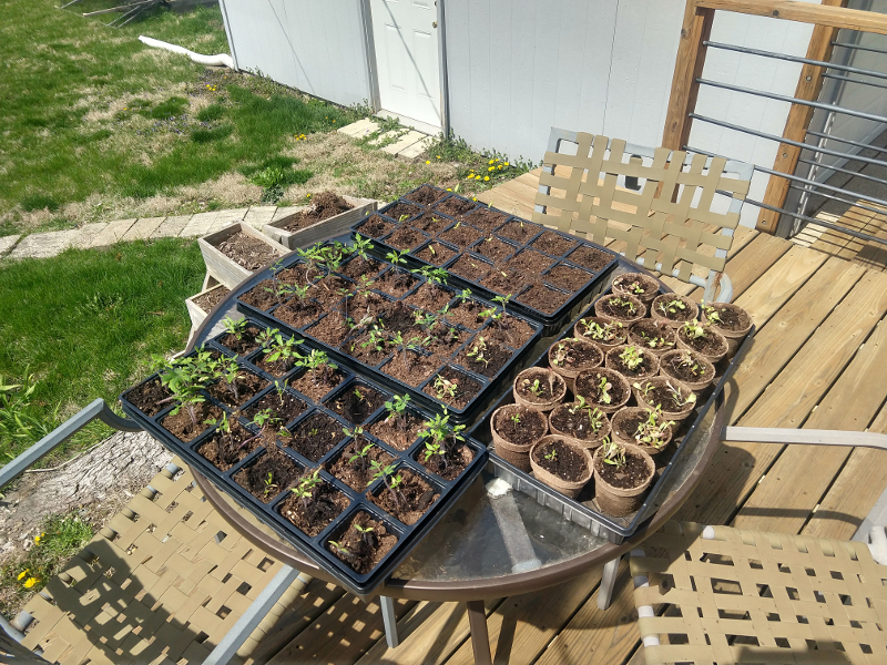 A photo of the various seedlings from the grow column