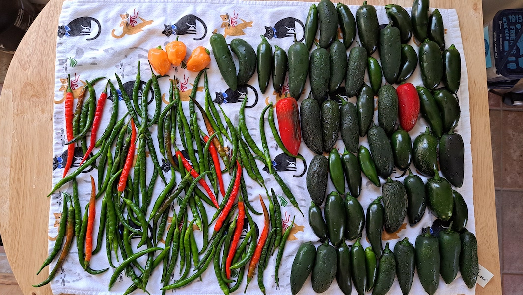 A harvest in September