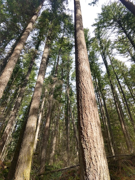 A photo of the area we were hiking outside Seattle