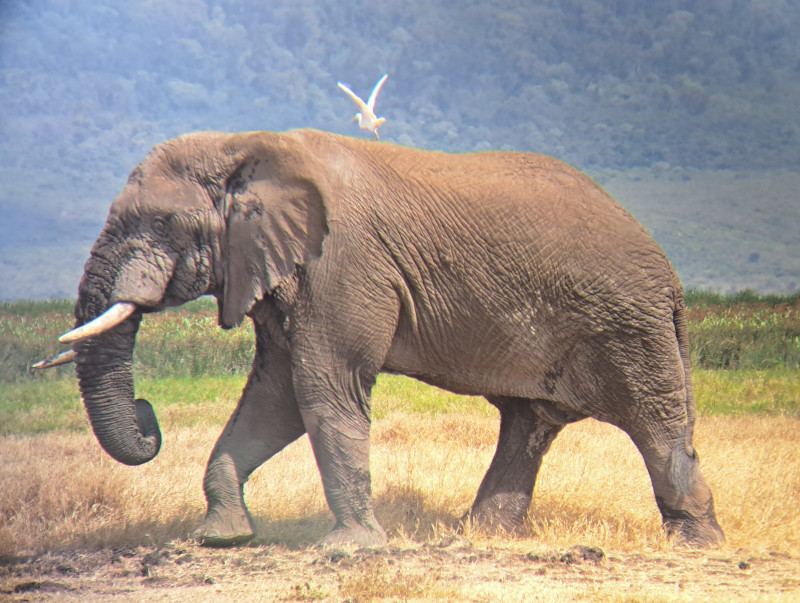 A photo of an elephant with a bird landing on its back.