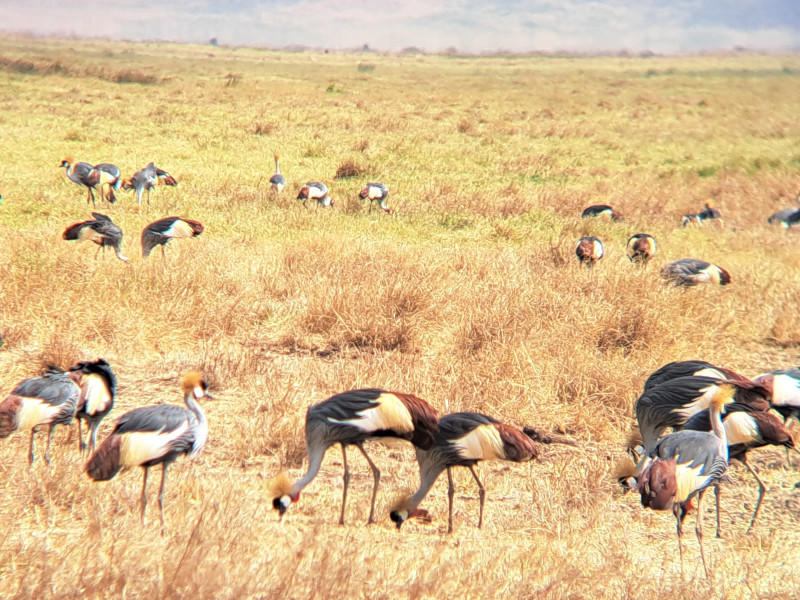 A flock of grey crowned cranes.