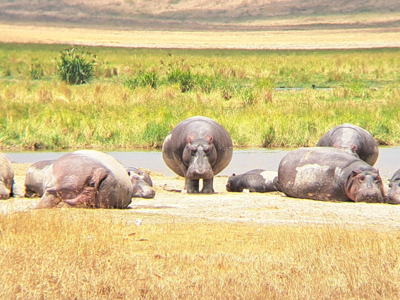 A herd of hippos, with one staring directly at the camera.