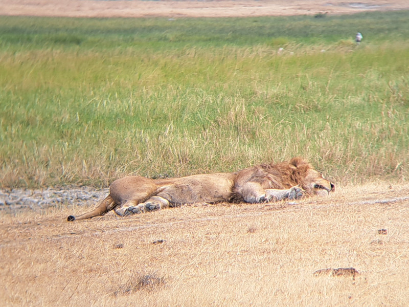 A lion laying out in the sun.