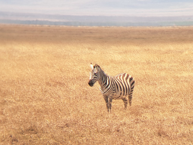 A zebra standing in the grass.
