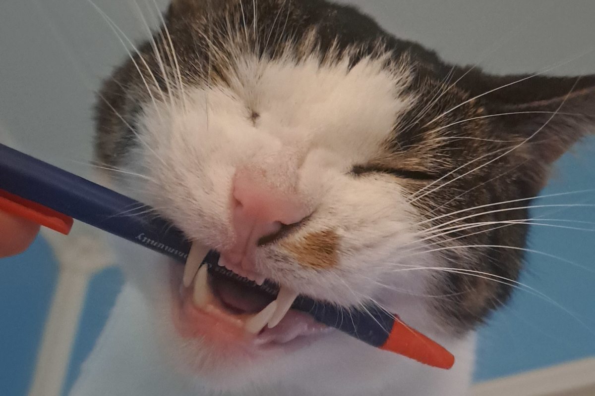 Learning the violin, a lesson in obstinate rigor