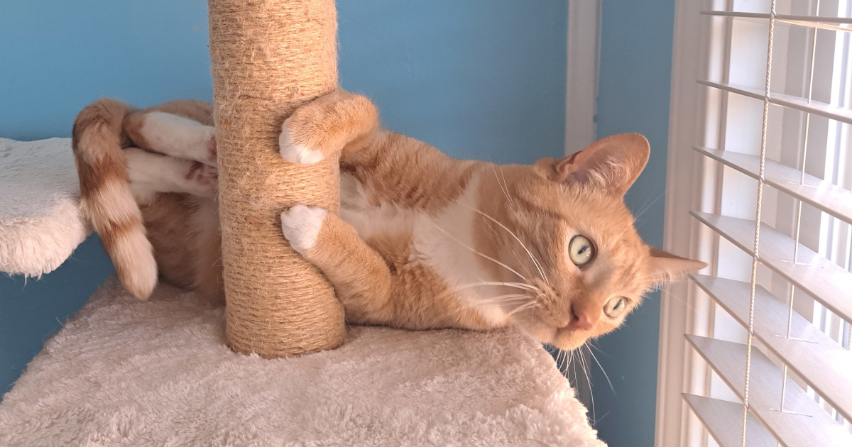 Give Django your time and money, not your tokens